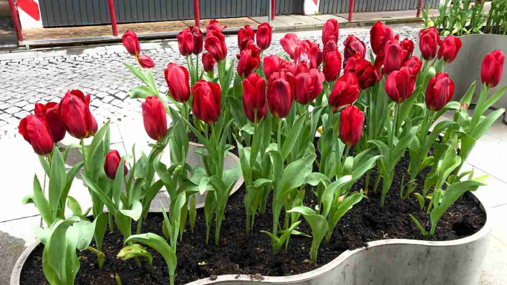 Como Cuidar de Tulipas Plantadas em Vaso