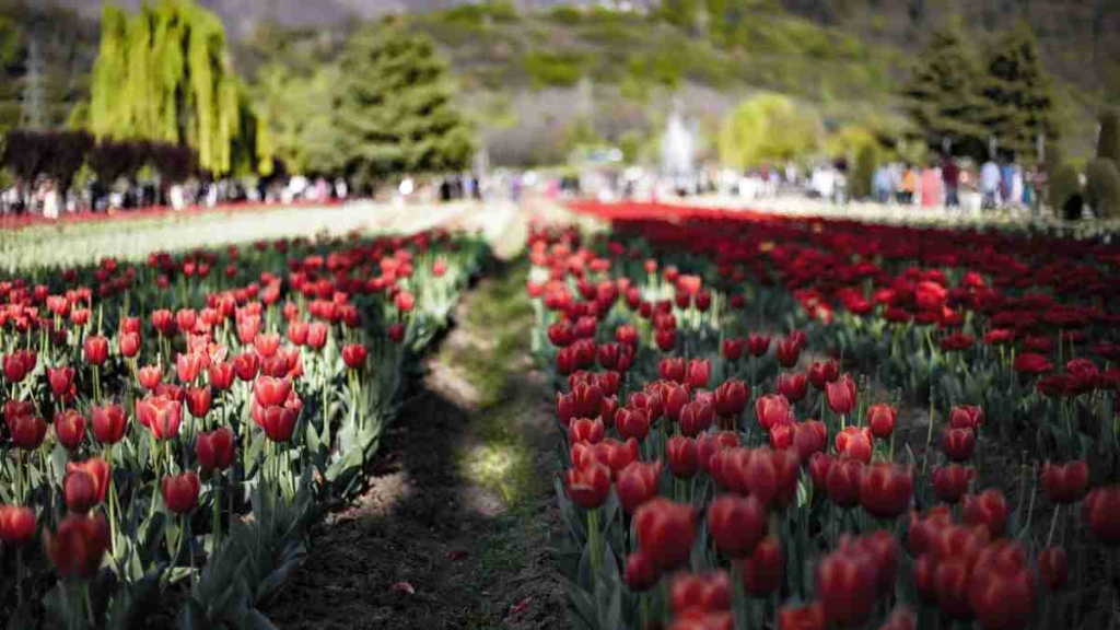 Qual é o Melhor Local para Plantar Tulipas