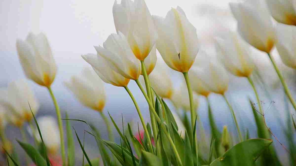 Tulipa Branca