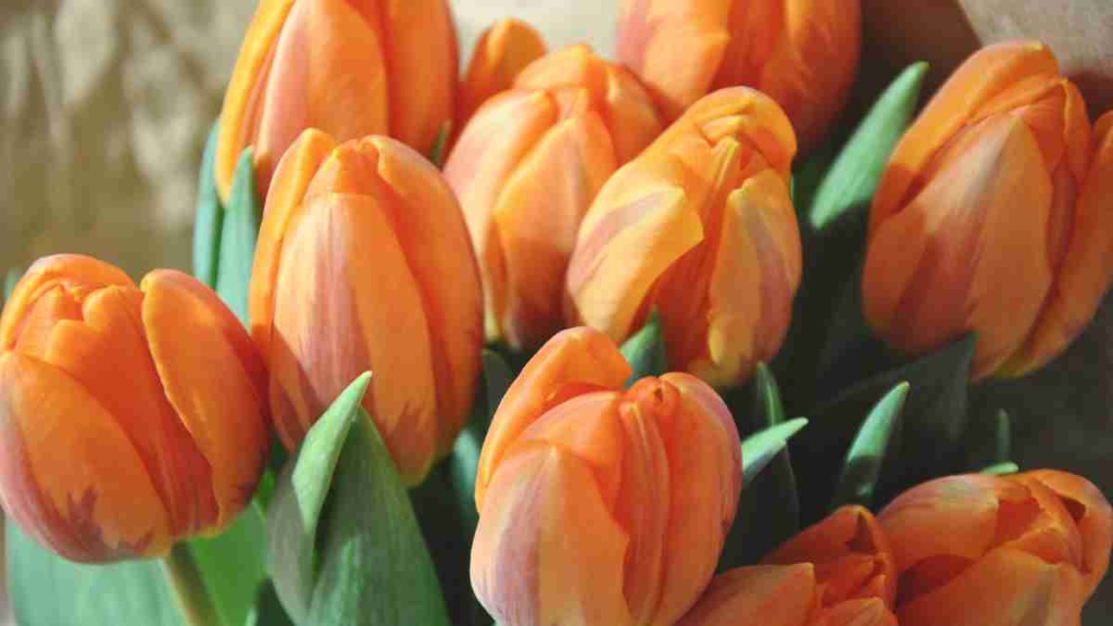 Tulipa Laranja