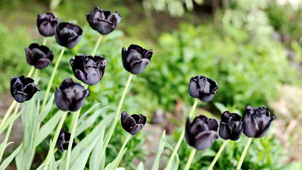 Tulipa Negra