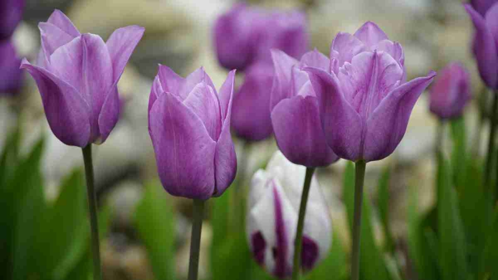 Tulipa Roxa