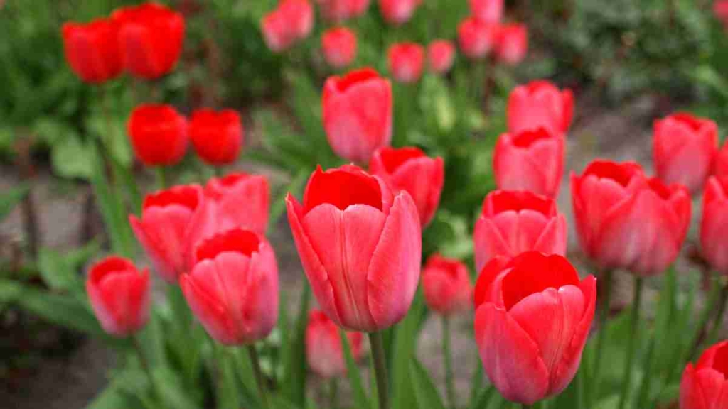 Tulipa Vermelha