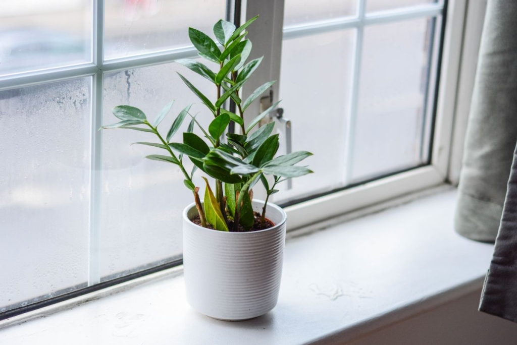 Vasos de Plantas Ideias que Combinam com Seu Estilo Minimalista-05