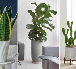 Os 07 Vasos de Plantas Mais Desejados pelos Minimalistas: Torne Seu Espaço Único e Elegante!