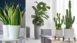 Vasos de Plantas Ideias que Combinam com Seu Estilo Minimalista-Capa