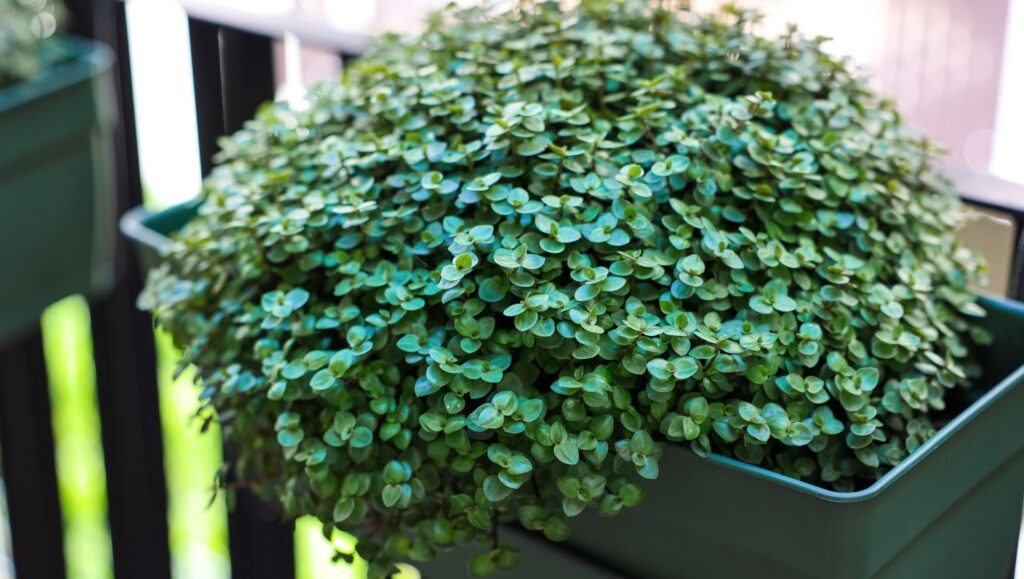 Minha Seleção de Plantas que Crescem Rápido para Vaso-014