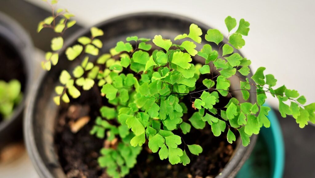 Minha Seleção de Plantas que Crescem Rápido para Vaso-02