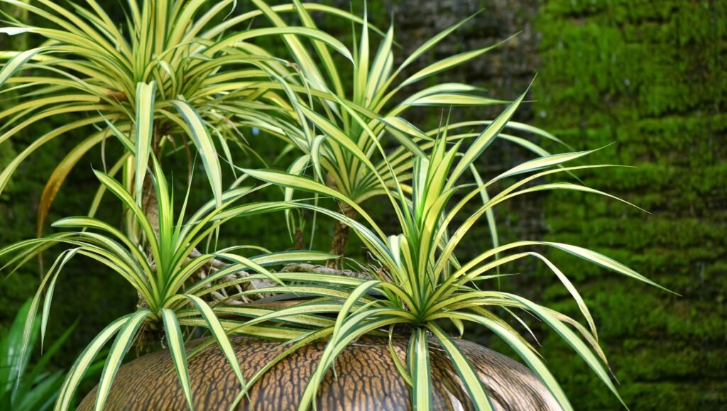 Minha Seleção de Plantas que Crescem Rápido para Vaso-07