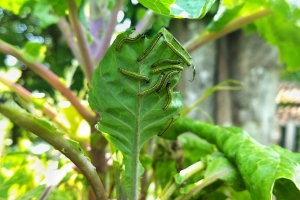 Como Evitar Lagartas nas Couves com Tela Sombrite Guia Sem Agrotóxicos