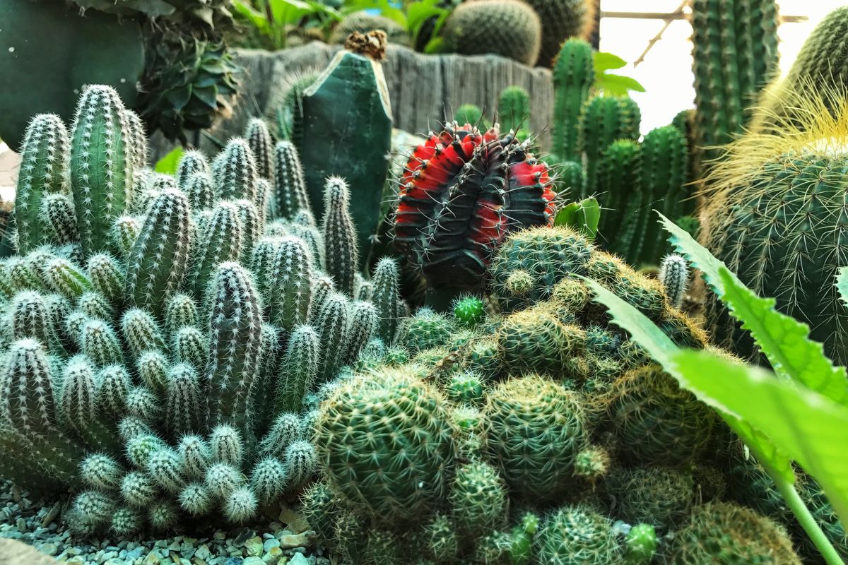 plantas para jardim Cactos