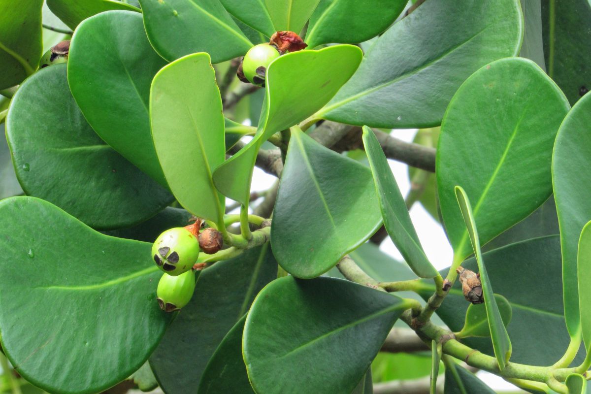 plantas para jardim Clúsia