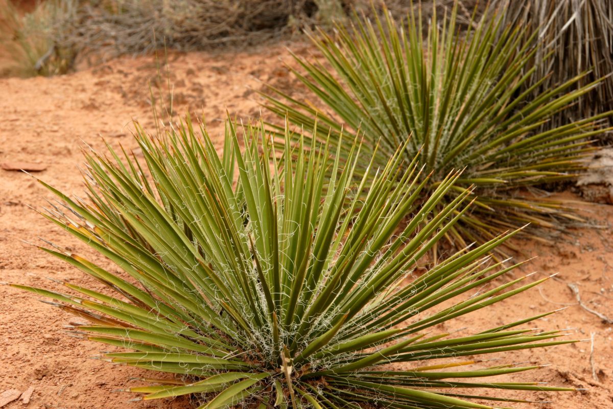 plantas para jardim Yucca