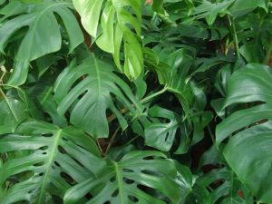 plantas