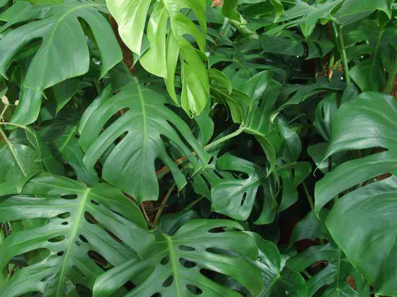 plantas